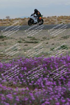 media/Jan-14-2023-SoCal Trackdays (Sat) [[497694156f]]/Turn 14 Exit Bloomig (145pm)/